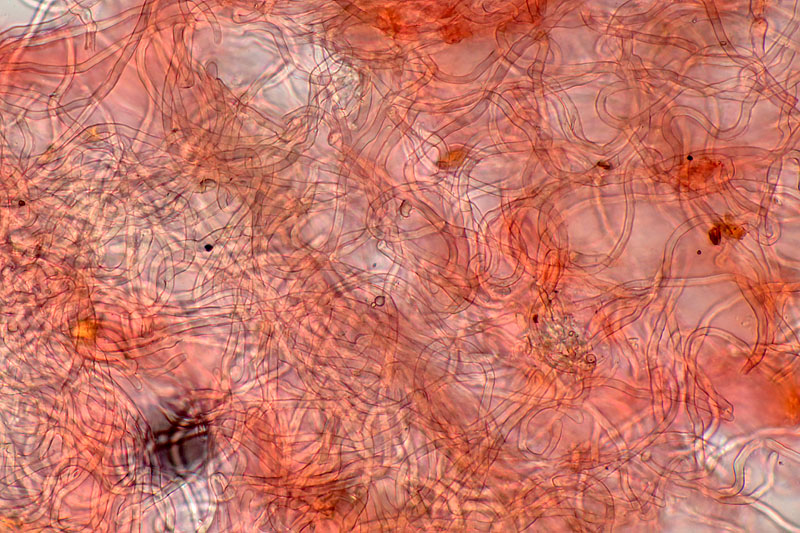 Sarcoscypha austriaca